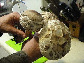 Main-course sized mushrooms